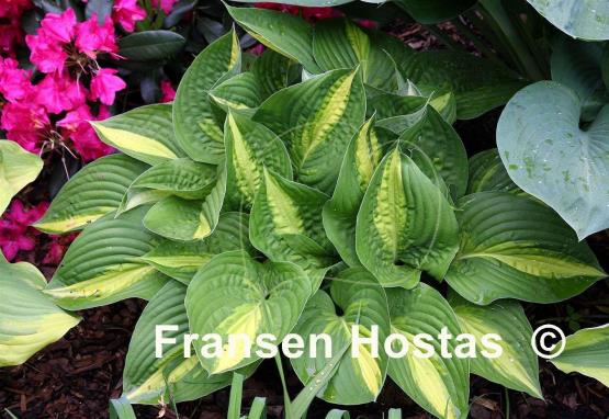 Hosta Ann Kulpa